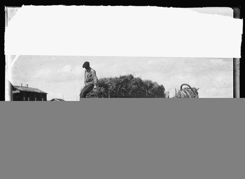 Foto 1910 operaio agricolo - foto:1910,