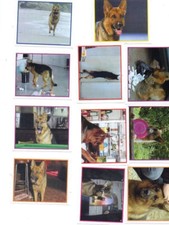 FIGURINA IL COMMISSARIO REX