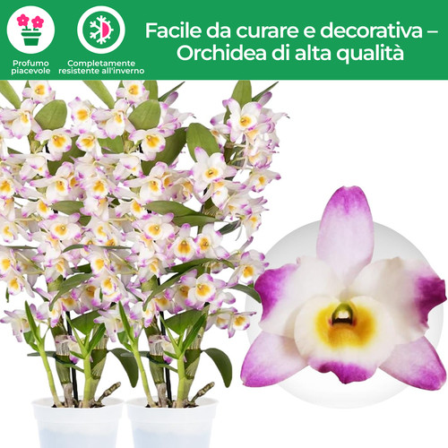 Piante orchidea bamboo - -,