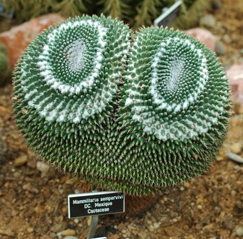 Mammillaria sempervivi - , 10