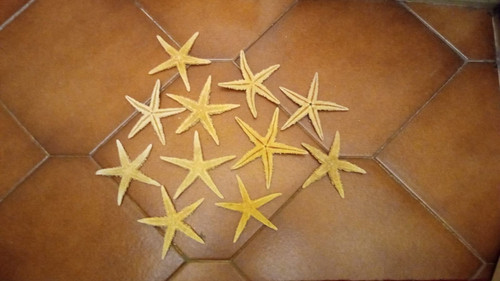 Mini lotto stelle marine - lotto, 11