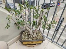 Bonsai ficus esemplare - bonsai,