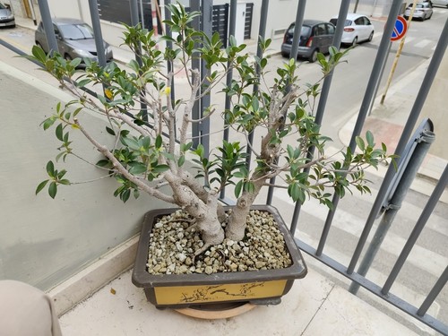 Bonsai ficus esemplare - di,