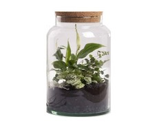 Terrario Bottle Garden Jar 6,2L 18,5x18,5x32,3 cm – Barattolo di Vetro