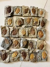 1pz Fossili di trilobiti unici