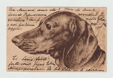 Ritratto Di Bassotto In Rilievo. CPA 330