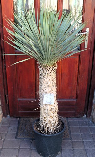 Yucca rostrata dal messico - rostrata,