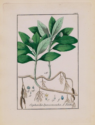 1850 radice di ipecacuanha - 1850,