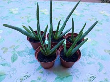 N° 5 PIANTE DI ALOE VERA in