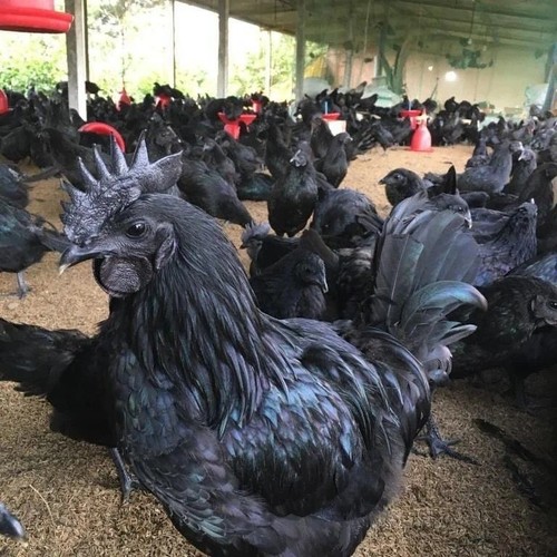 Ayam cemani uova fertili - cemani,