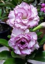 Semi adenium obesum - 5,