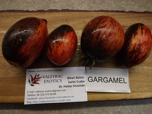 Pomodoro gargamella - pomodoro,