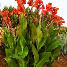 10 Canna indica gigante foglie verdi fiori  rosso scarlatto altezza più di 2 m 