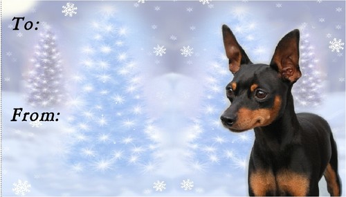 Miniature pinscher christmas - miniature,