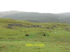 Photo 6x4 Cattle grazing in