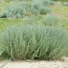 Prairie Sagebrush (Artemisia