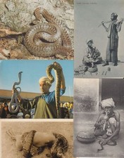 SERPENTI SERPENTI 15 cartoline d'epoca ANIMALI pre-1940 (L3614)