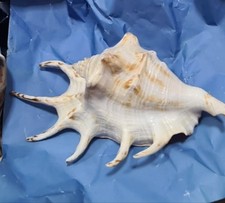 Bomboniere Conchiglie Di Mare