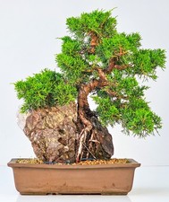 Bonsai ginepro juniperus - di,