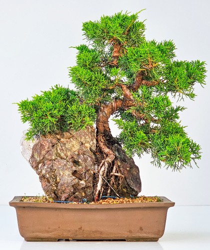 Bonsai ginepro juniperus - ginepro,