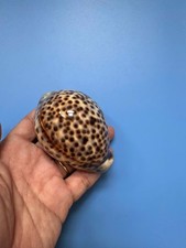 Cypraea tigris - mm,