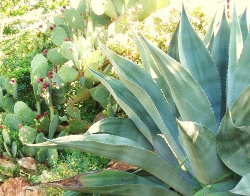Rara agave salmiana verde - rara,