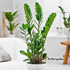 100 semi Zamioculcas