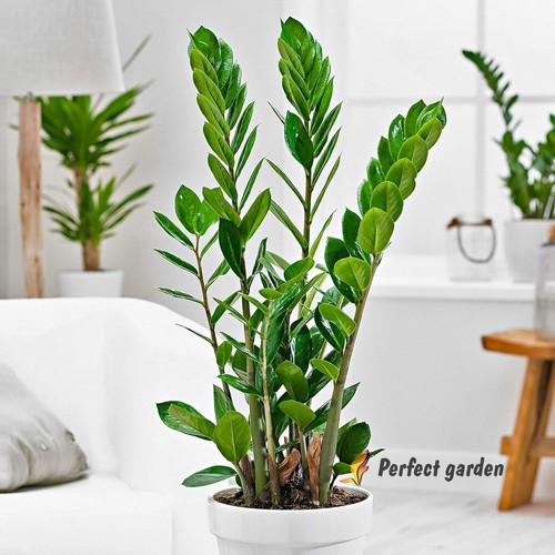 100 semi zamioculcas - semi,