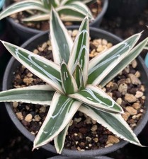 Rara Agave victoriae-reginae