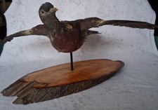 Trofeo Caccia Colombaccio Palombo Imbalsamato Tassidermia(Famiglia Columbidi)