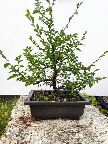 Bonsaï olmo ulmus minor - ulmus,
