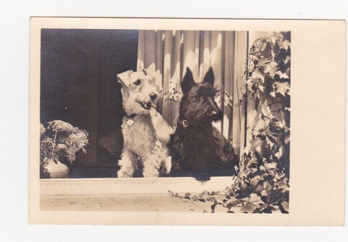 Scotish terrier fox - &,