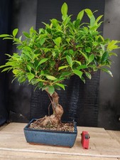 bonsai   ficus retusa  h 58 cm