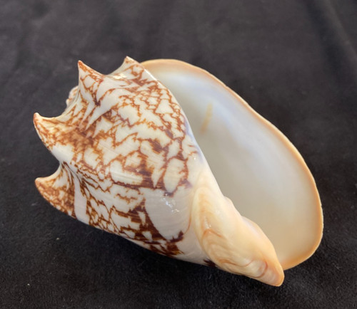 Volutidae cymbiola vespertilio - cymbiola,