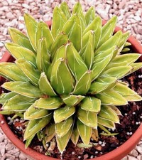 Agave Victoriae Reginae