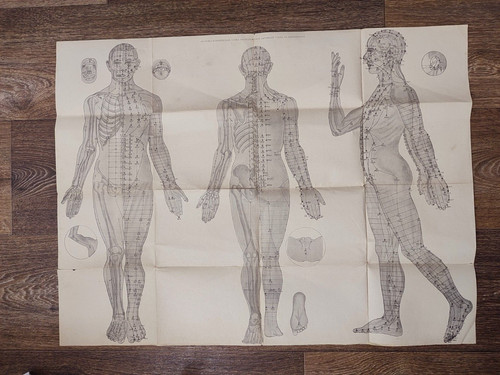 Corpo umano anatomico - , poster