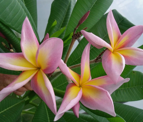 Semi mix plumeria jl - 10,