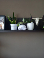 Vaso Fioriera Pokemon Oddish