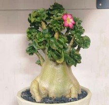 Caratteristica boutique