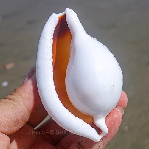 Conchiglia naturale bianca - conchiglia,