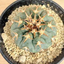 Gymnocalycium spegazzinii v