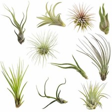 Air Plants Tillandsia