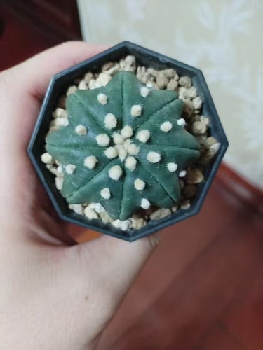 Prezzo vendita 26cm - di, 5,26cm