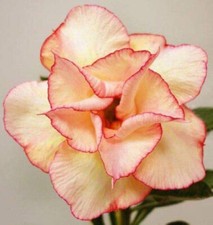 Semi adenium obesum white - di,