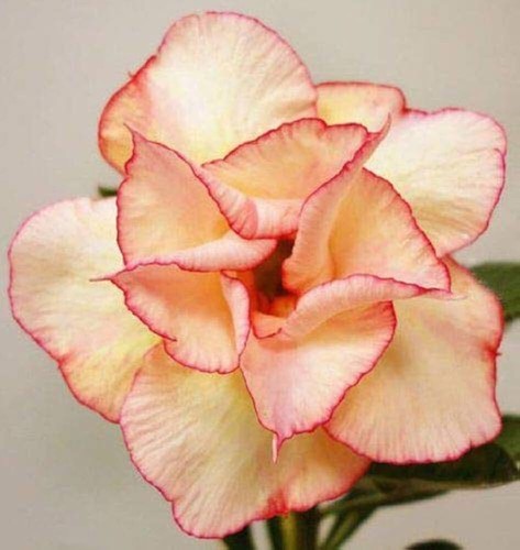 Semi adenium obesum - 5,