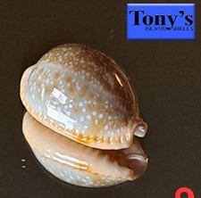 Cypraea hawaiiensis #9 22,4 mm SPLENDIDA BELLEZZA dalle Hawaii