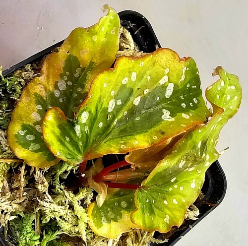 Begonia dainty spray sport - begonia,