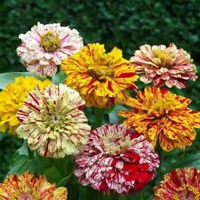 Zinnia Candy Stripe Mixed -