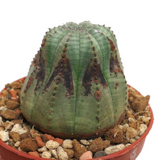 Euphorbia obesa MARRONI SEGNI FRECCIA -