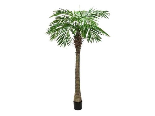 Europalms palma della fenice